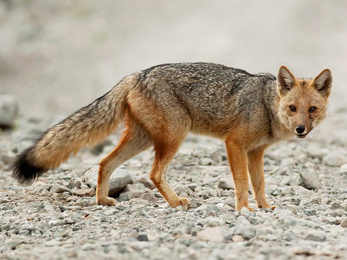 Андская лисица - внешний вид