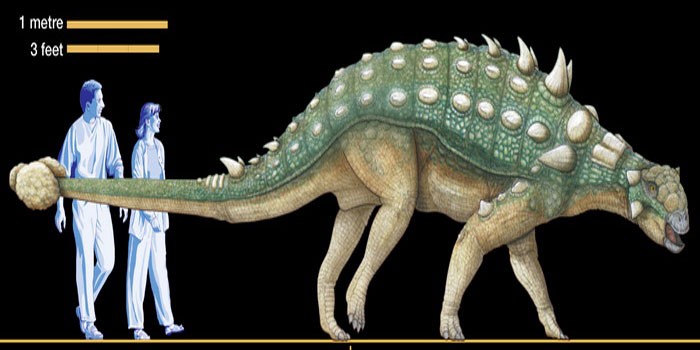 Анкилозавр и люди