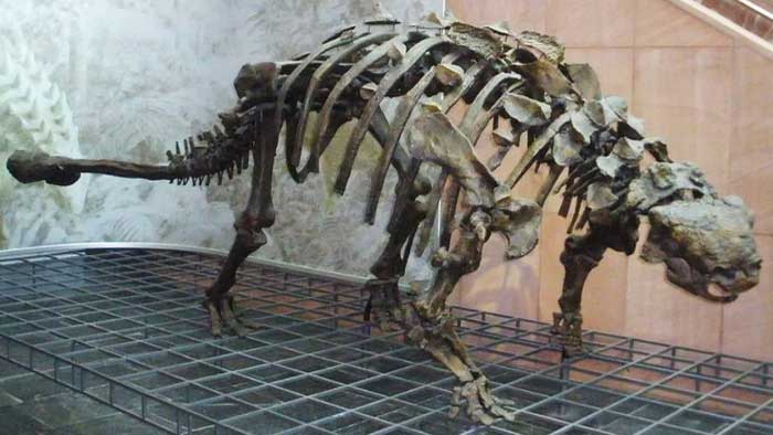 Скелет анкилозавра