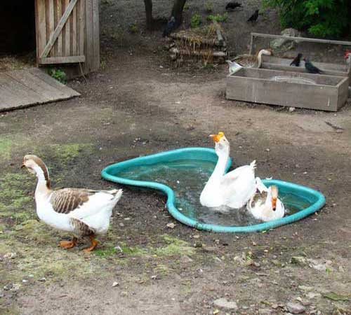 Домашние гуси во дворе