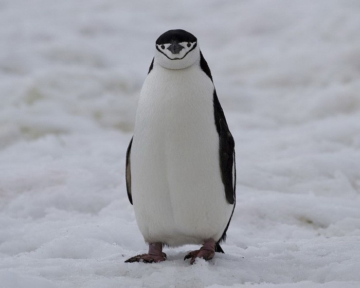 Антарктический пингвин - внешний вид