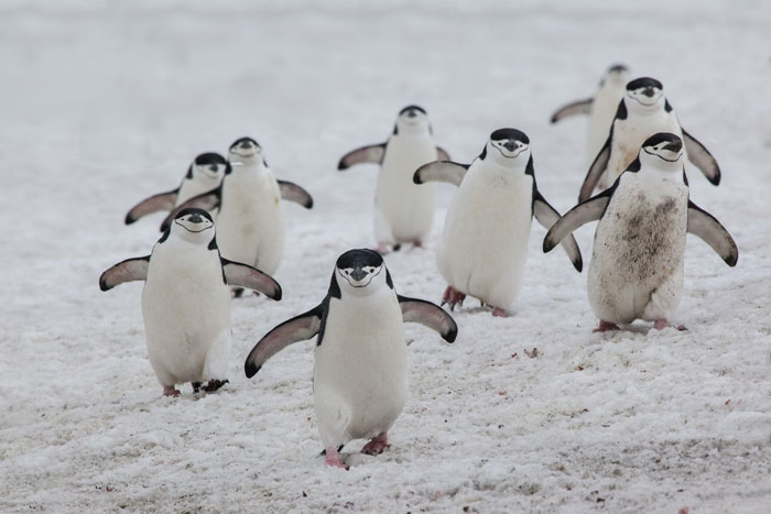 Антарктические пингвины идут