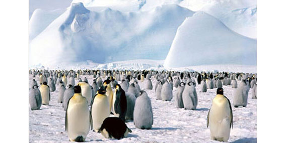 Пингвины в снегах Антарктики