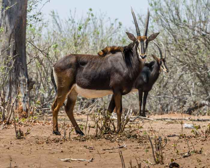 Большие антилопы с длинными рогами