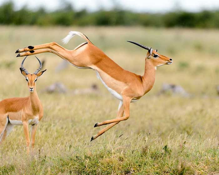 Прыжок антилопы