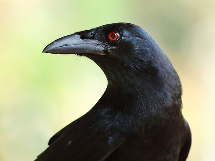 Антильский ворон имеет красные глаза
