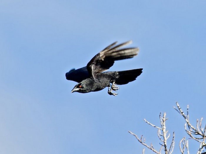 Антильский ворон летит