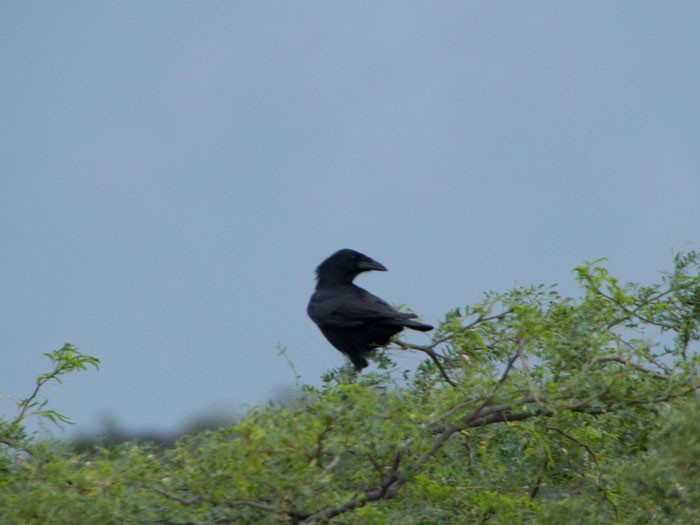 У антильского ворона голова кажется большой за счёт формы клюва