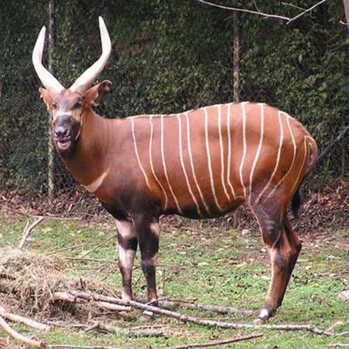 Антилопа бонго - внешний вид