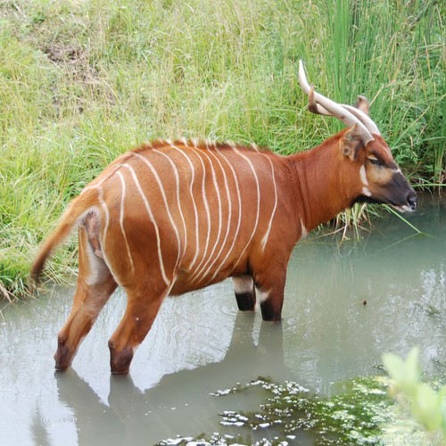 Антилопа бонго стоит в воде