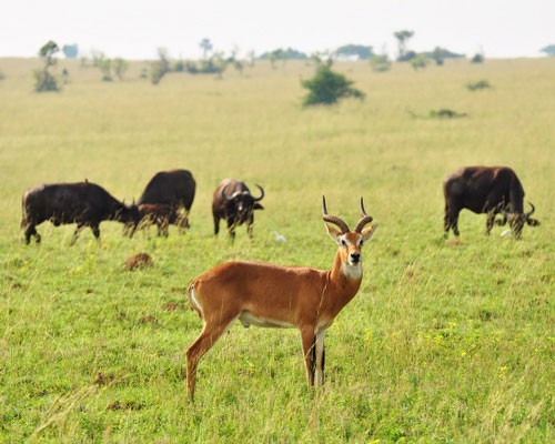 Самец антилопы кобу в саванне