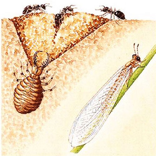 изображение личинки и взрослой особи