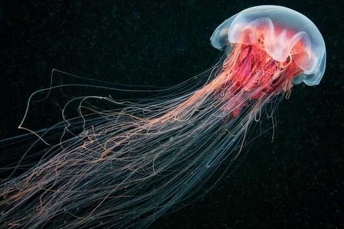 Арктическая цианея – самая большая медуза в мире, описание, фото