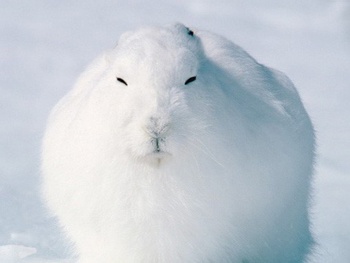 Полярный заяц сидит на снегу