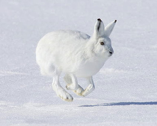 Заяц бежит по снегу