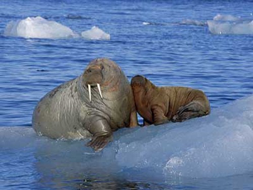 Замёрзшие моржи