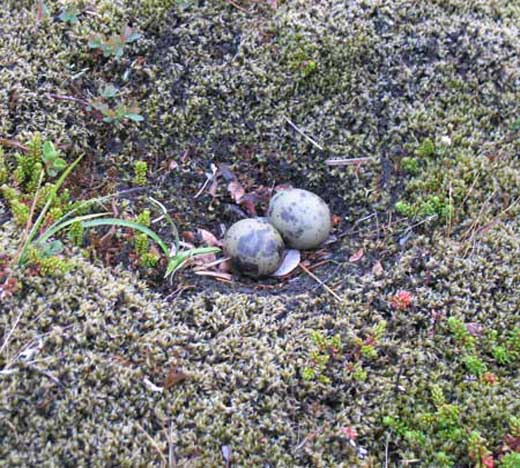 Гнездо с двумя яйцами