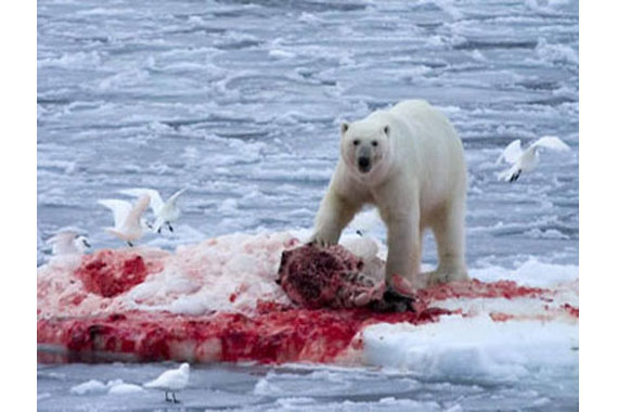 Белый медведь поедает жертву
