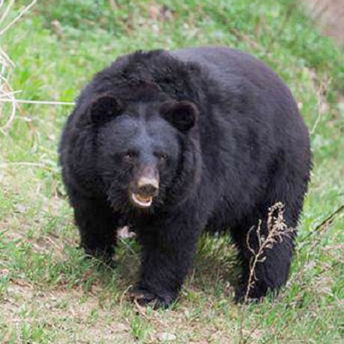 Гималайский медведь, фото