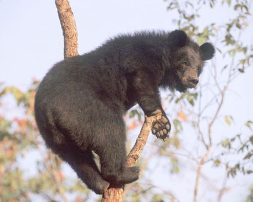 Гималайский медведь забрался на дерево