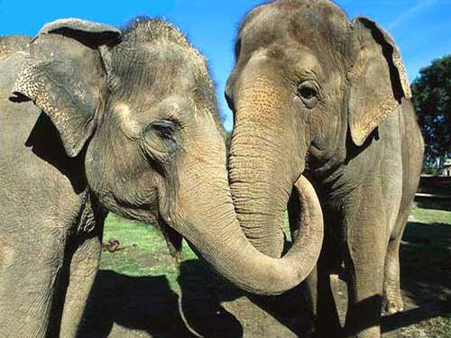 Дружба слонов