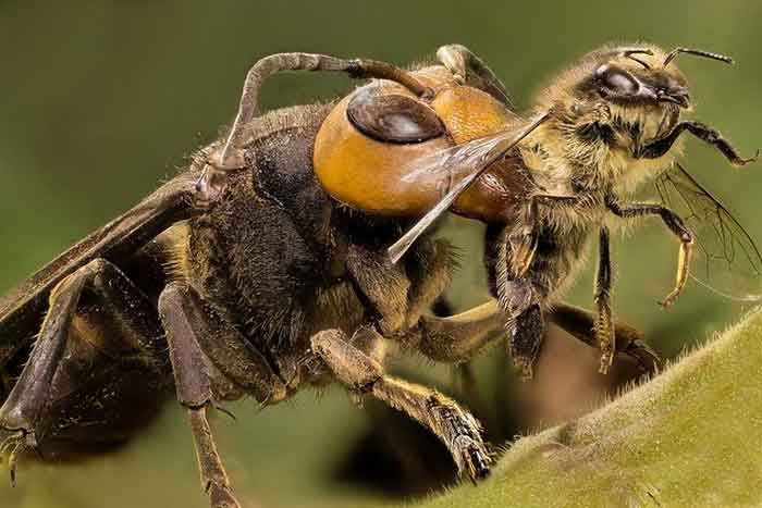 Огромный азиатский шершень схватил пчелу