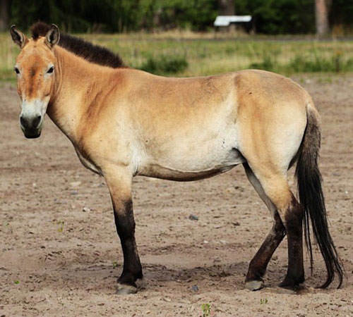 Лошадь Пржевальского - внешний вид
