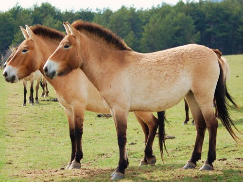 Две лошади Пржевальского
