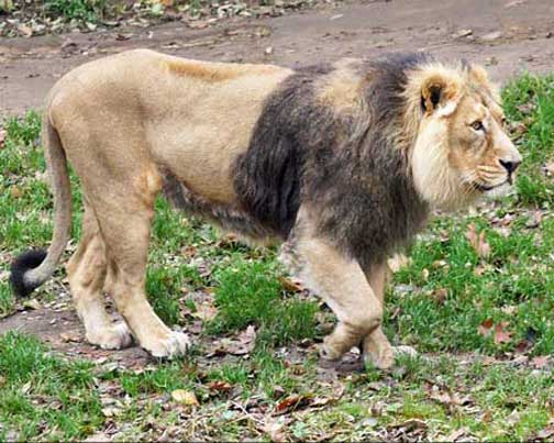 Самец азиатского льва