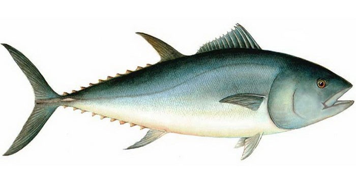 Обыкновенный тунец - внешний вид
