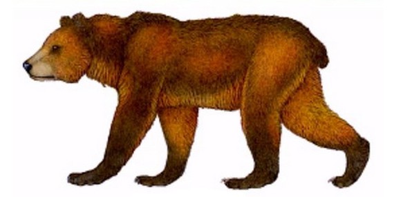 Атласский медведь - внешний вид