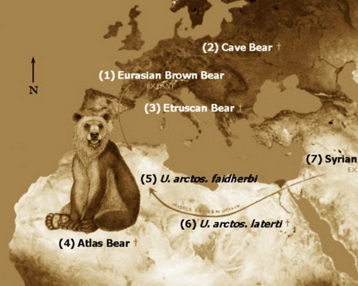 Ареал обитания атласского медведя