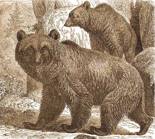 Два атласских медведя