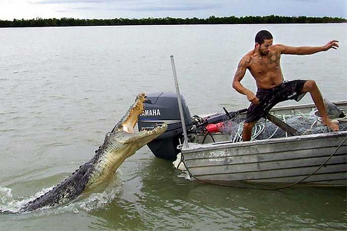 Крокодил и человек в лодке