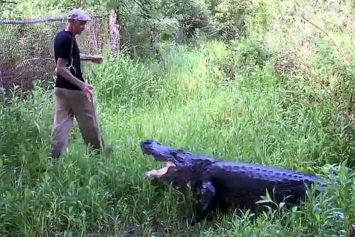 Крокодил рядом с человеком