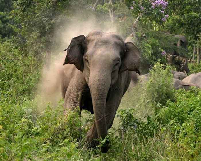 Агрессивный слон бежит
