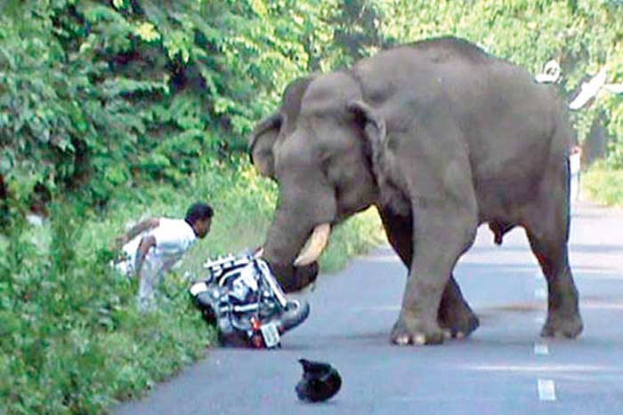 Слон и мотоциклист