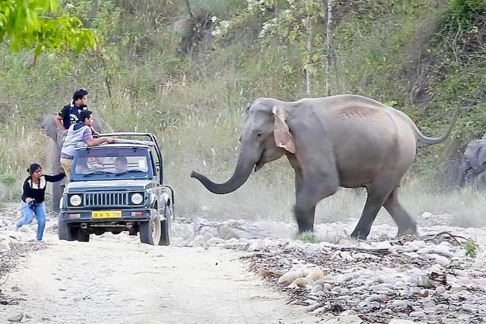 Слон и автомобиль
