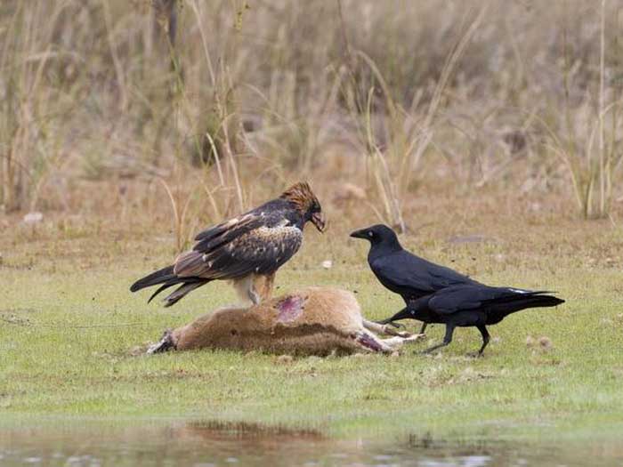 Австралийские вороны поедают падаль