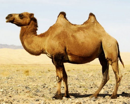 Двугорбый верблюд - внешний вид