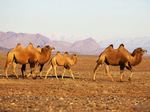 Детёныш и взрослые верблюды