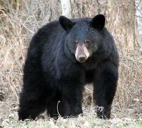 Внешний вид чёрного медведя