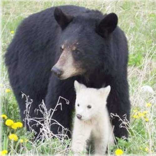 Самка и белый медвежонок