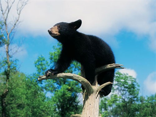 Медвежонок забрался на дерево