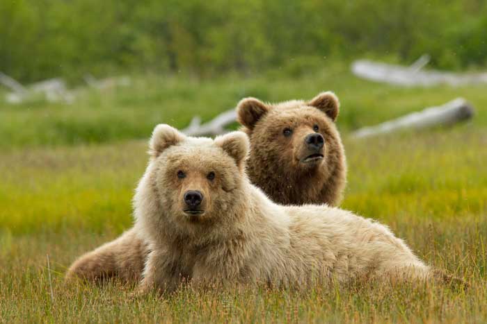 Два медведя лежат