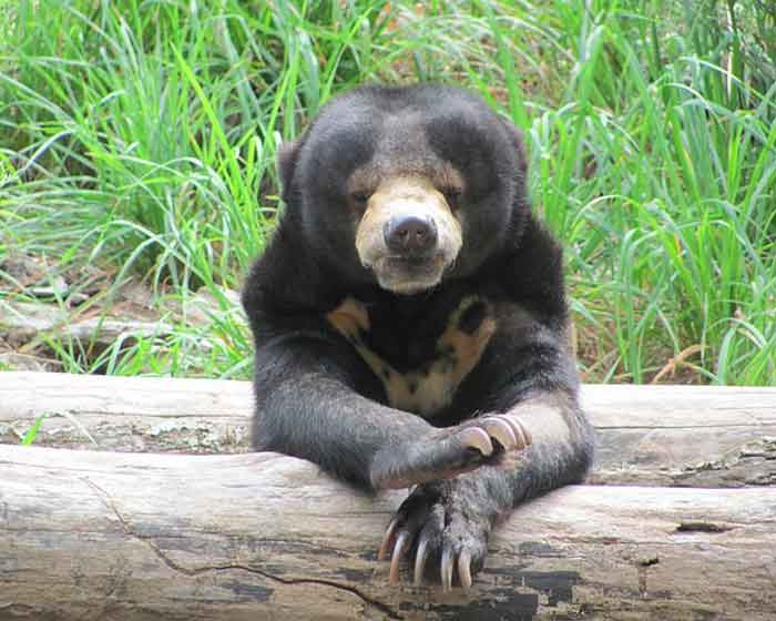 Малайский медведь у бревна