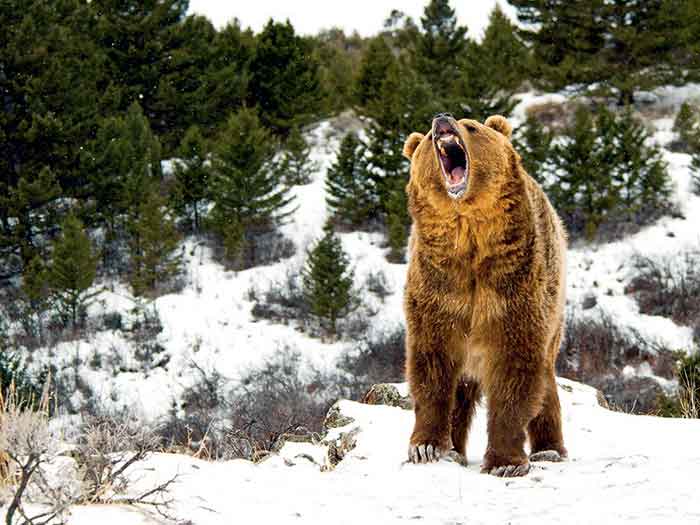 Медведь не спит зимой