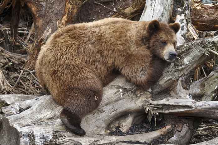 Медведь на поваленном дереве