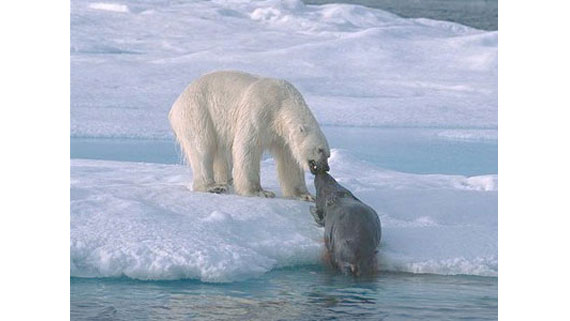 Белый медведь вытаскивает на лёд тюленя