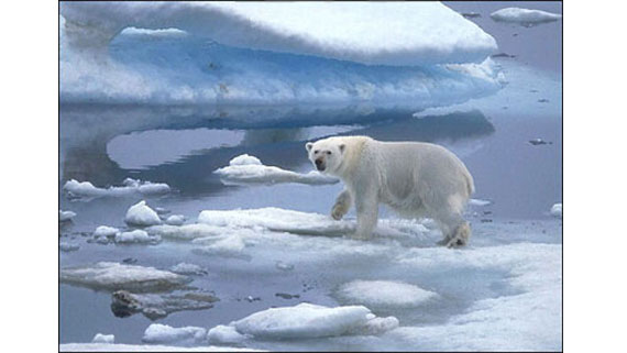 Белый медведь среди льдов
